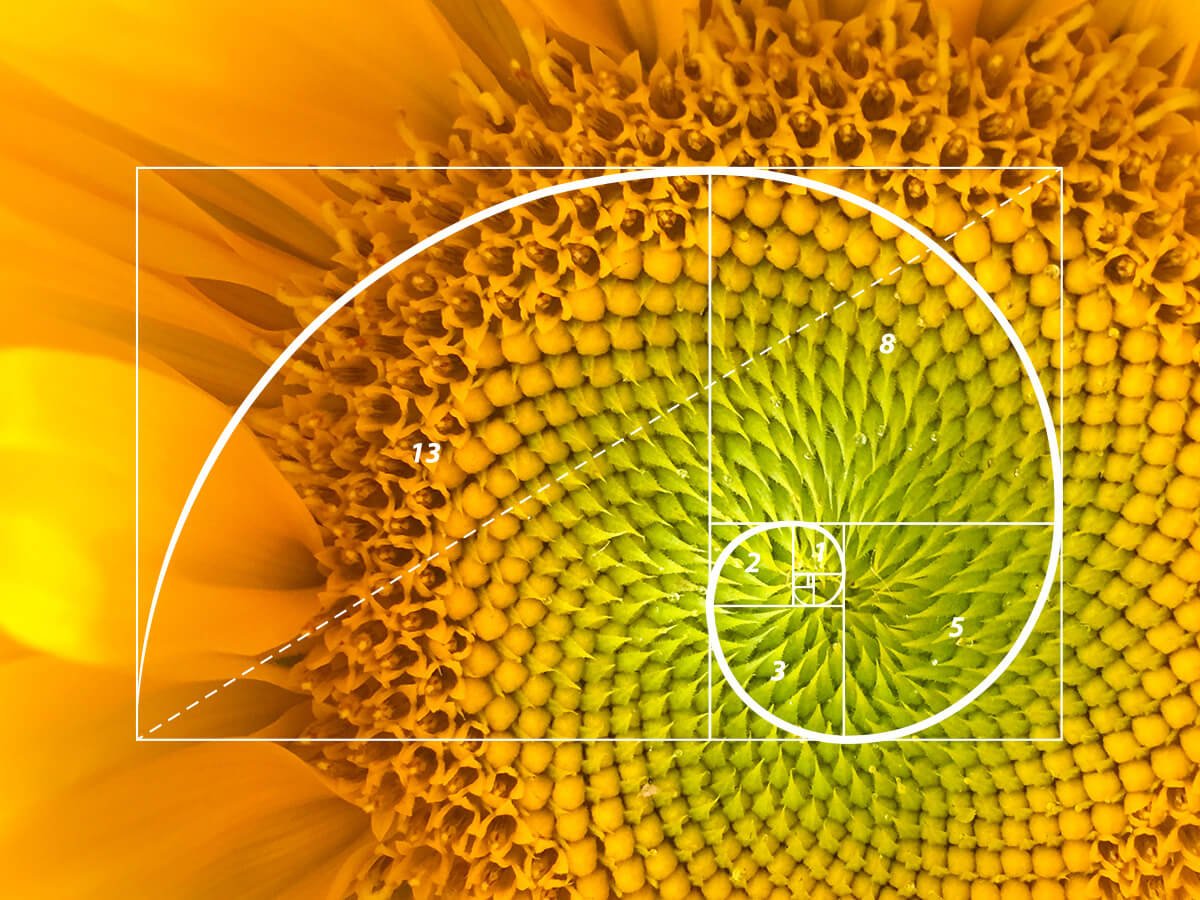 Spirale de Fibonacci illustrant les principes naturels étudiés en géobiologie au Domaine Rûmi à Saint-Michel-l’Observatoire
